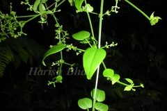 Rubia cordifolia